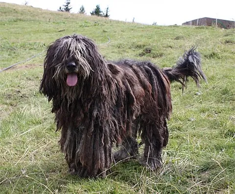 bergamasco: a medium-sized breed of herding dog originating in the Italian Alps, known for its heavily matted...