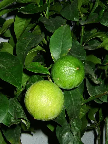 bergamot: a tree of the orange family (Citrus × limon, syn. Citrus bergamia), having a roundish or...