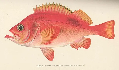 bergylt: a rose fish (Sebastes norvegicus), an edible red fish of the North Atlantic