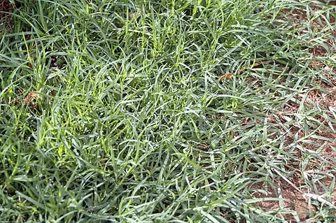 bermuda grass: a perennial grass, Cynodon dactylon, native to Africa and Asia, used in warm areas of the world for...