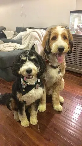 bernedoodle: a dog that is a cross between a Bernese mountain dog and a poodle