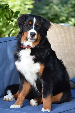 bernese mountain dog: a large dog breed, one of the four breeds of the Sennenhund-type dogs from the Swiss Alps