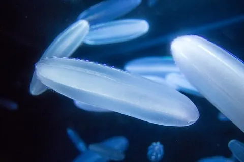 berovin: a calcium ion-regulated photoprotein from the ctenophore Beroe abyssicola