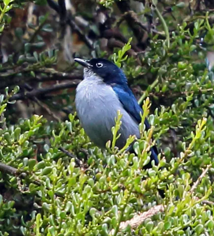 berrypecker: any of various birds of the genera Melanocharis and Rhamphocharis, native to New Guinea, whose diet...