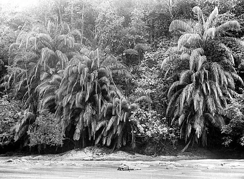bertam palm: any of various palms in the genus Eugeissona