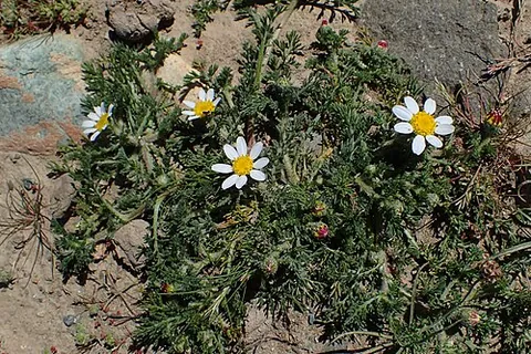 bertram: a flowering plant of species Anacyclus pyrethrum