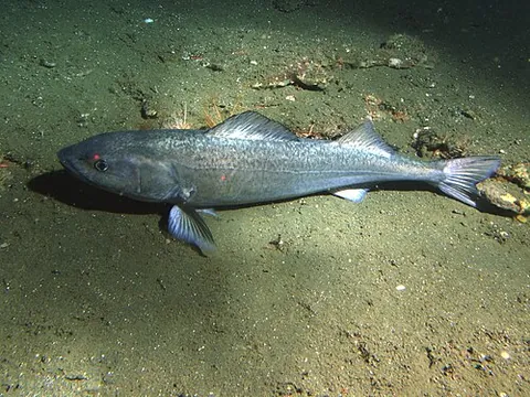 beshow: a large food fish (Anoplopoma fimbria) of the north Pacific coast; the candlefish or sablefish