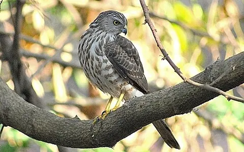 besra: a bird of prey of southern Asia, Accipiter virgatus