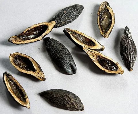 betel nut: an egg-shaped seed of the betel palm; wrapped in the leaves of the betel pepper and chewed