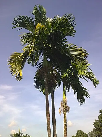 betel palm: an Asiatic palm, Areca catechu, whose seeds are betel nuts