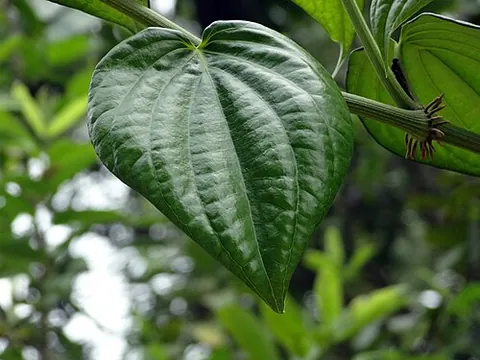 betel pepper: an Asiatic plant, Piper betle, whose leaves are used to wrap betel nuts for chewing