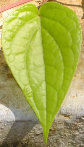 betel: either of two (parts of) plants often used in combination