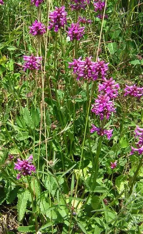 betony: any plant of the genus Stachys