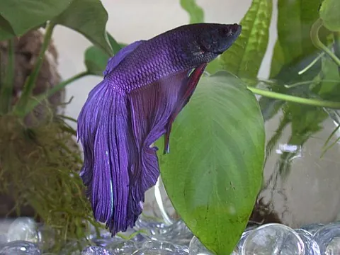 betta: any fish of the genus Betta, especially Betta splendens (the Siamese fighting fish)