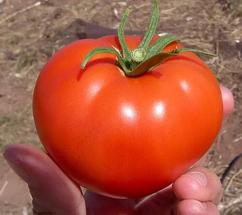 better boy tomato: a hybrid plant that produces large, juicy red tomatoes in about 70 to 75 days after planting