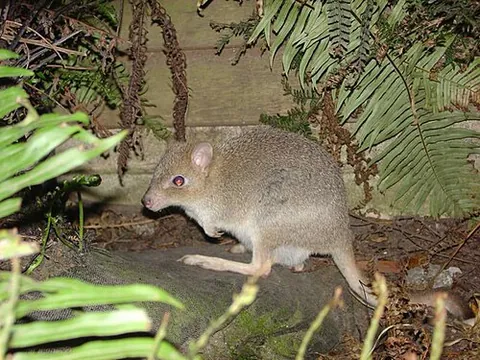 bettong: any of the marsupial genera Bettongia and Aepyprymnus; closely related to kangaroos