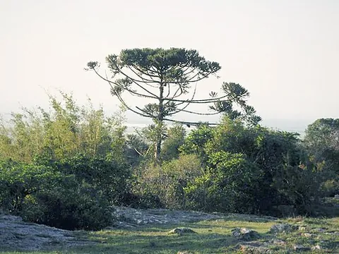 paraná pine: a South American pine-like conifer with edible nuts and valuable wood, Araucaria angustifolia