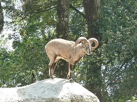 bharal: a blue sheep, being any species of the genus Pseudois, goatlike bovids of the Himalayas and western...