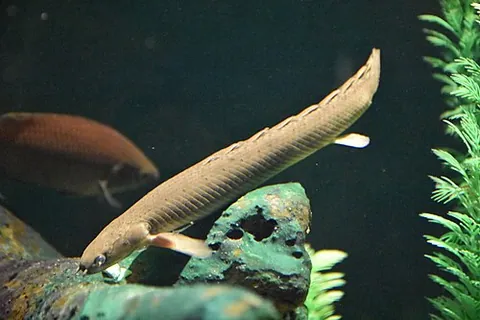 bichir: any ray-finned fish of the genus Polypterus in the family Polypteridae, having elongated bodies...