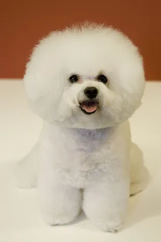bichon: any of a class of toy dogs with curly or wavy hair and long curled tails