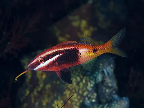bicolor goatfish: parupeneus barberinoides, a species of goatfish native to the coral reefs of the western Pacific...