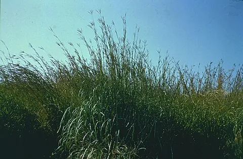 big bluestem: a tall bunchgrass, of species Andropogon gerardi, native to the North American prairies