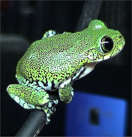 big-eyed tree frog: leptopelis vermiculatus, from East Africa (viz. Tanzania);