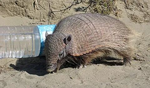 big hairy armadillo: a species of armadillo found in South America, Chaetophractus villosus