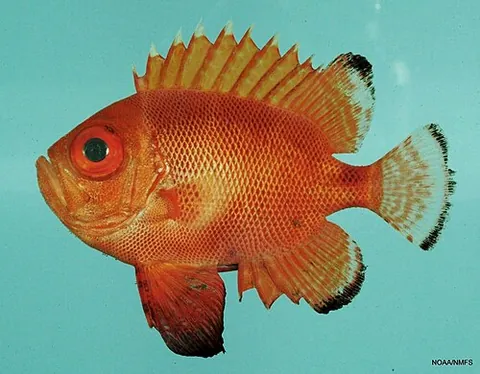 bigeye: any fish in the taxonomic family Priacanthidae, which have large eyes
