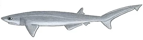 bigeyed sixgill shark: a cow shark with small, slim, fusiform body and a narrow, somewhat flattened head (Hexanchus...