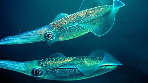 bigfin reef squid: a species of loliginid squid, Sepioteuthis lessoniana, characterized by large, rounded fins...