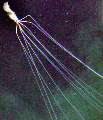 bigfin squid: any member of the genus Magnapinna of rarely seen squid, characterized by extremely long arms and...
