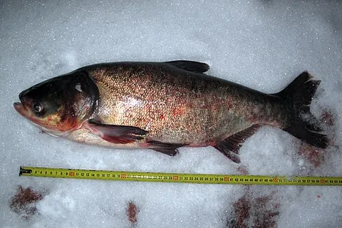 bighead carp: any of the species in the genus Hypophthalmichthys, a genus of fish having a large, scaleless head,...