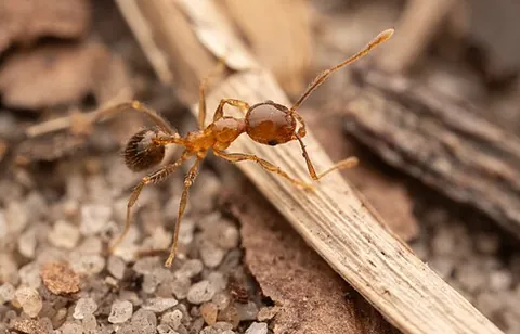 bigheaded ant: an ant belonging to the invasive species Pheidole megacephala, noted for the extremely large heads...