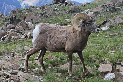 bighorn sheep: certain North American species of sheep