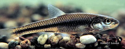 bigmouth shiner: a minnow of species Notropis dorsalis; an eastern shiner