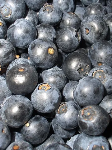 bilberry: vaccinium myrtillus, the wild European blueberry of the cowberry family