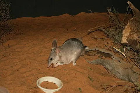 bilby: an Australian desert marsupial of the only extant species Macrotis lagotis with distinctive large...
