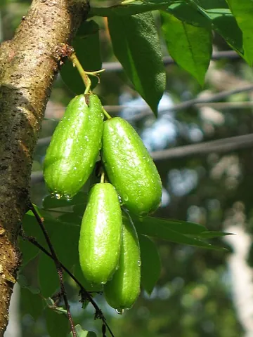 bilimbi: a tree, Averrhoa bilimbi, related to the carambola