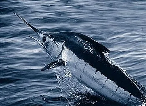 billfish: any of several fish, of the families Istiophoridae and Xiphiidae, that have an elongated jaw