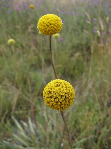 billy buttons: especially any of several flowering plants, of the genus Craspedia (but especially Craspedia...