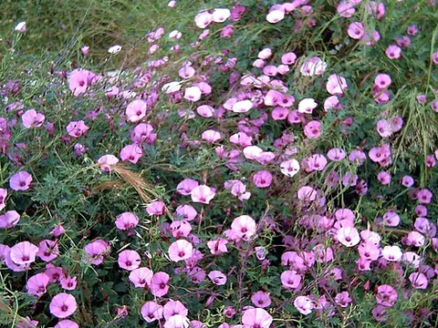 bindweed: true bindweed (Convolvulus)