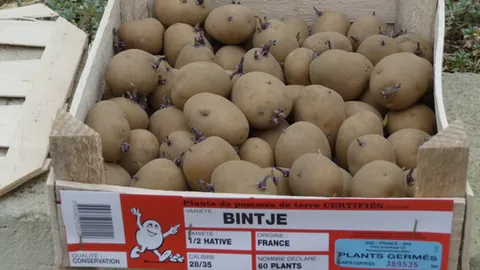 bintje: a kind of potato produced in the Netherlands