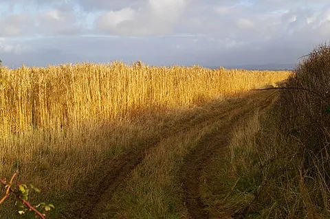 biomass: the total mass of a living thing or a part thereof (such as a cell)