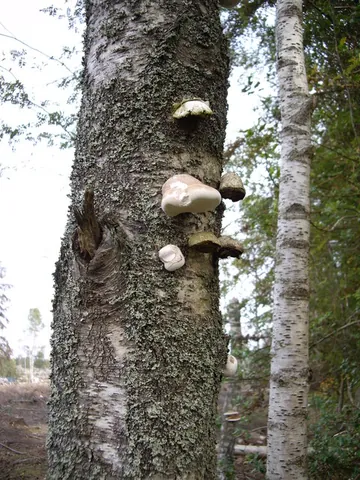 birch bracket: a polypore mushroom that grows almost exclusively on birch trees, Piptoporus betulinus