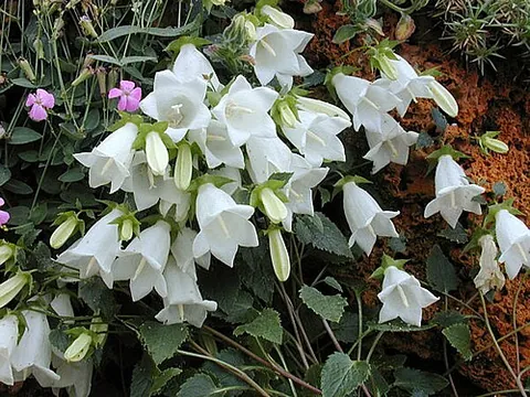birch-leaved bellflower: any member of the species Campanula betulifolia of bellflowers