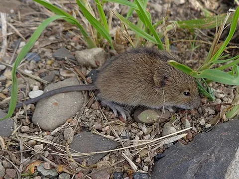birch mouse: any member of the species in the family Sminthidae, found in Eurasian forests and steppes