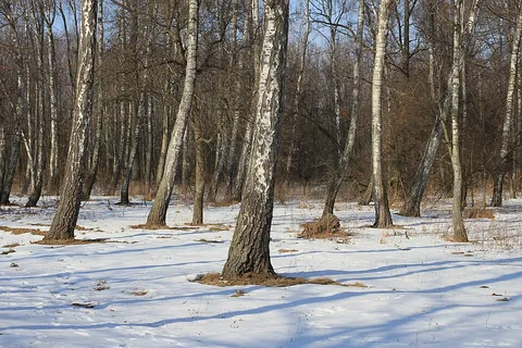 birch: any of various trees of the genus Betula, native to countries in the Northern Hemisphere