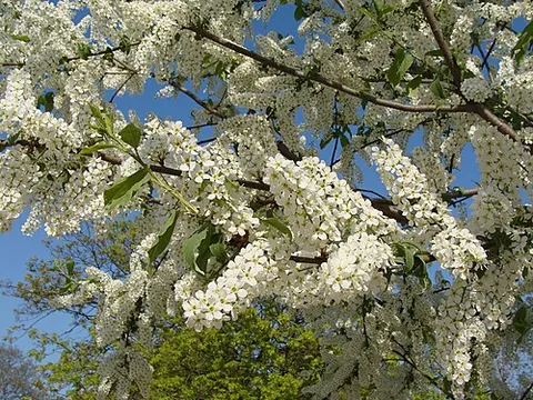 bird cherry: prunus padus or any deciduous species of Prunus subg. Padus that is closely related to it (tree or...