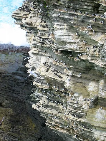 bird cliff: a steep cliff with numerous small shelves that serve as nesting locations for bird colonies